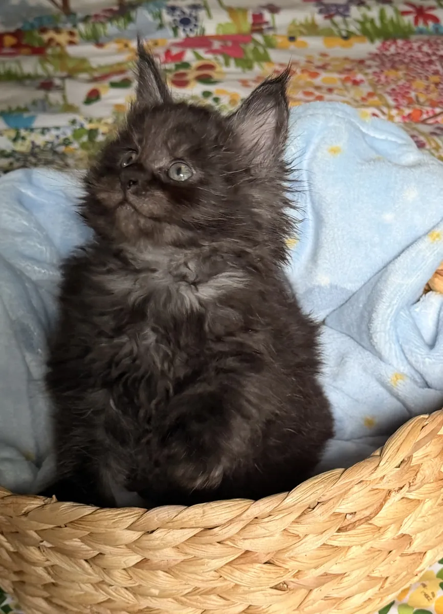 Beaux chatons Maine Coon CFA