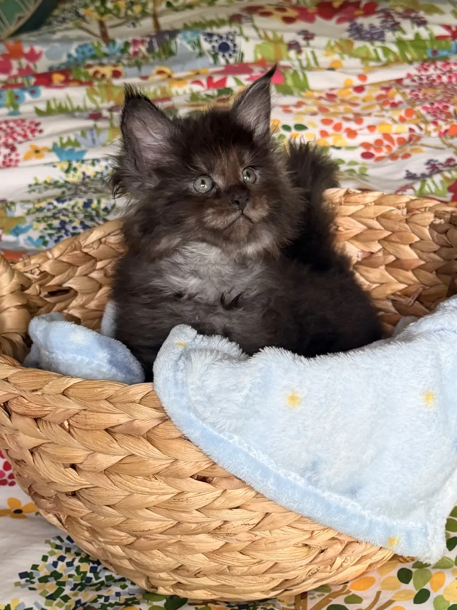 Beautiful CFA Maine Coon Kittens Petopic beautiful-cfa-maine-coon-kittens-petopic