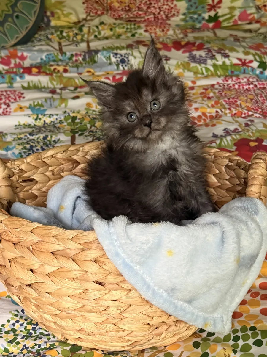 Beaux chatons Maine Coon CFA
