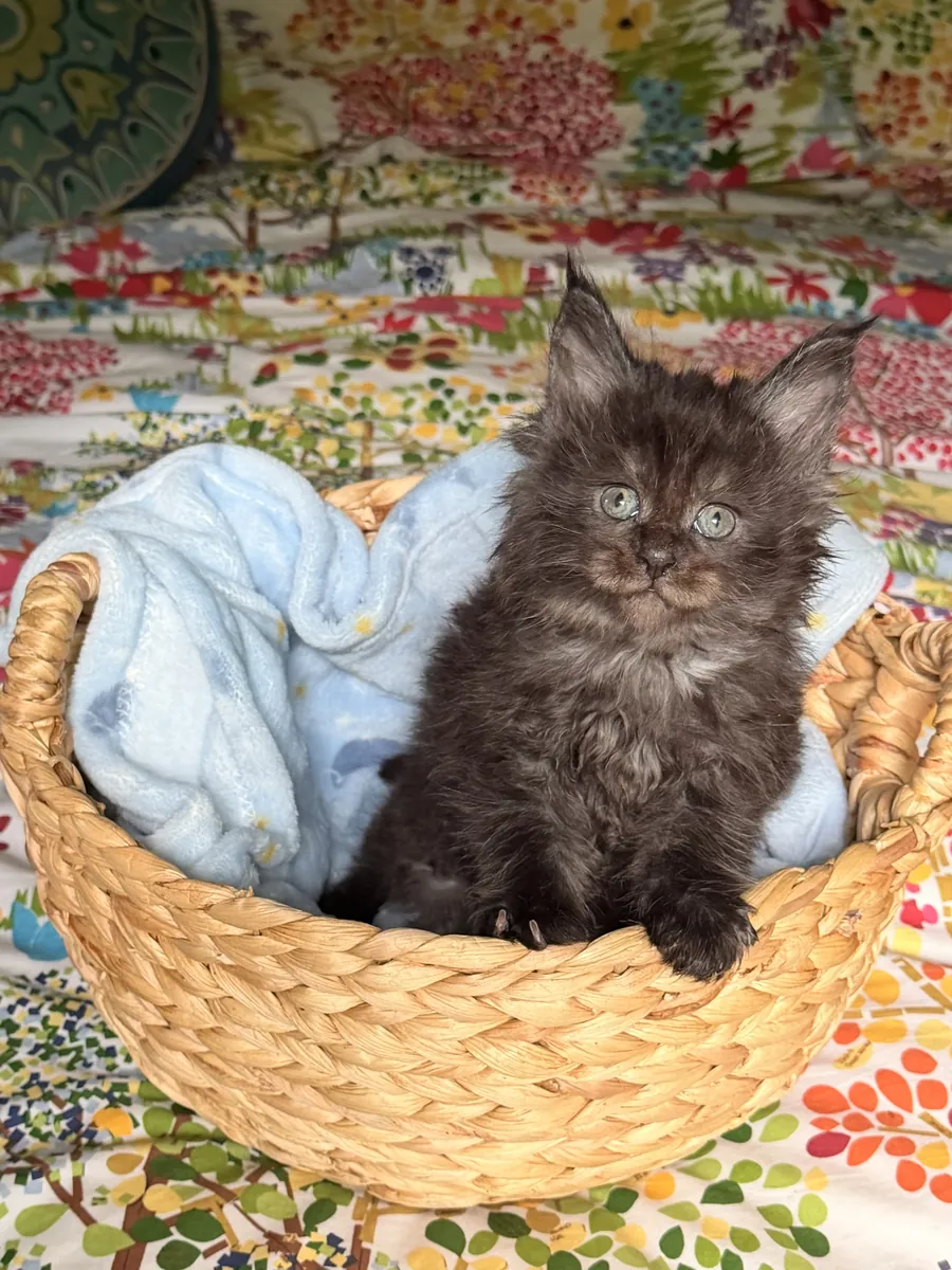 Beautiful CFA Maine Coon Kittens Petopic beautiful-cfa-maine-coon-kittens-petopic