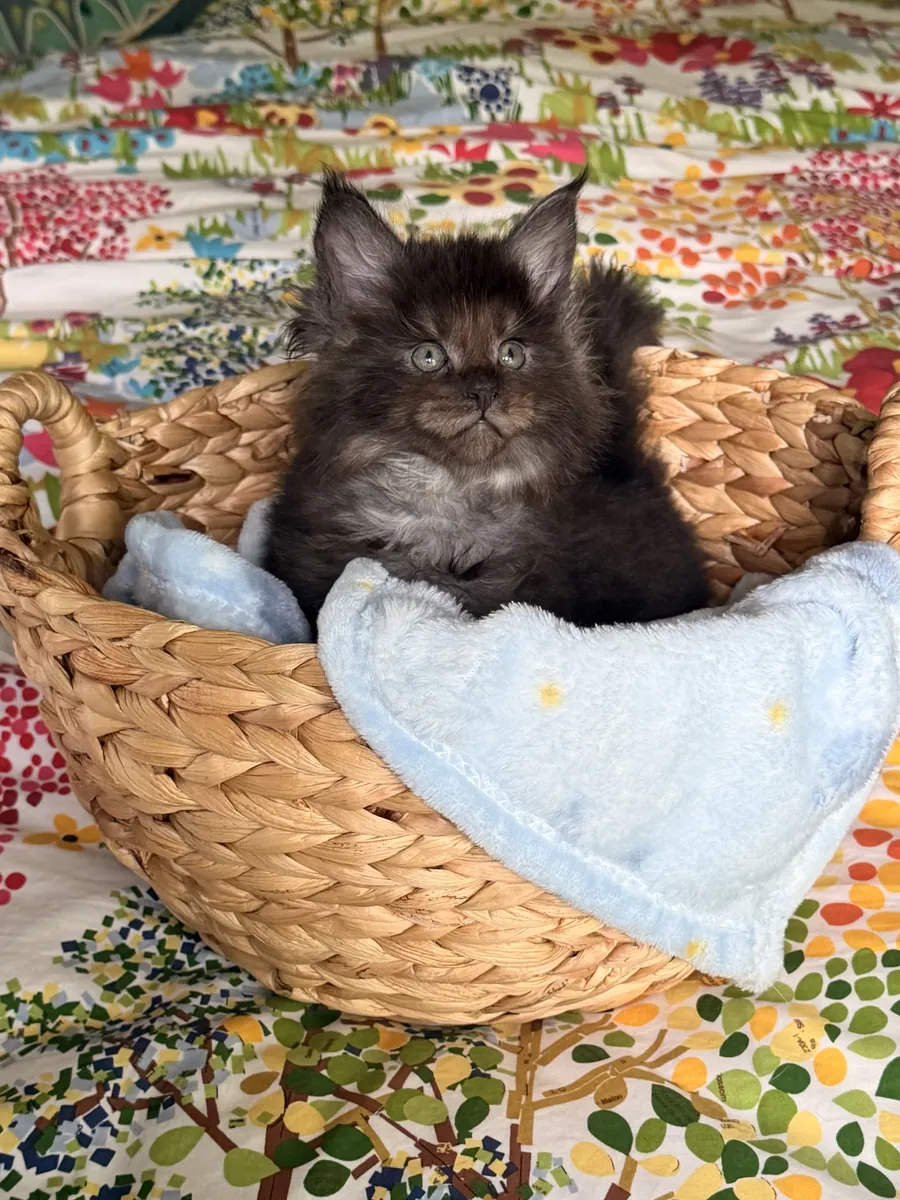 Beaux chatons Maine Coon CFA