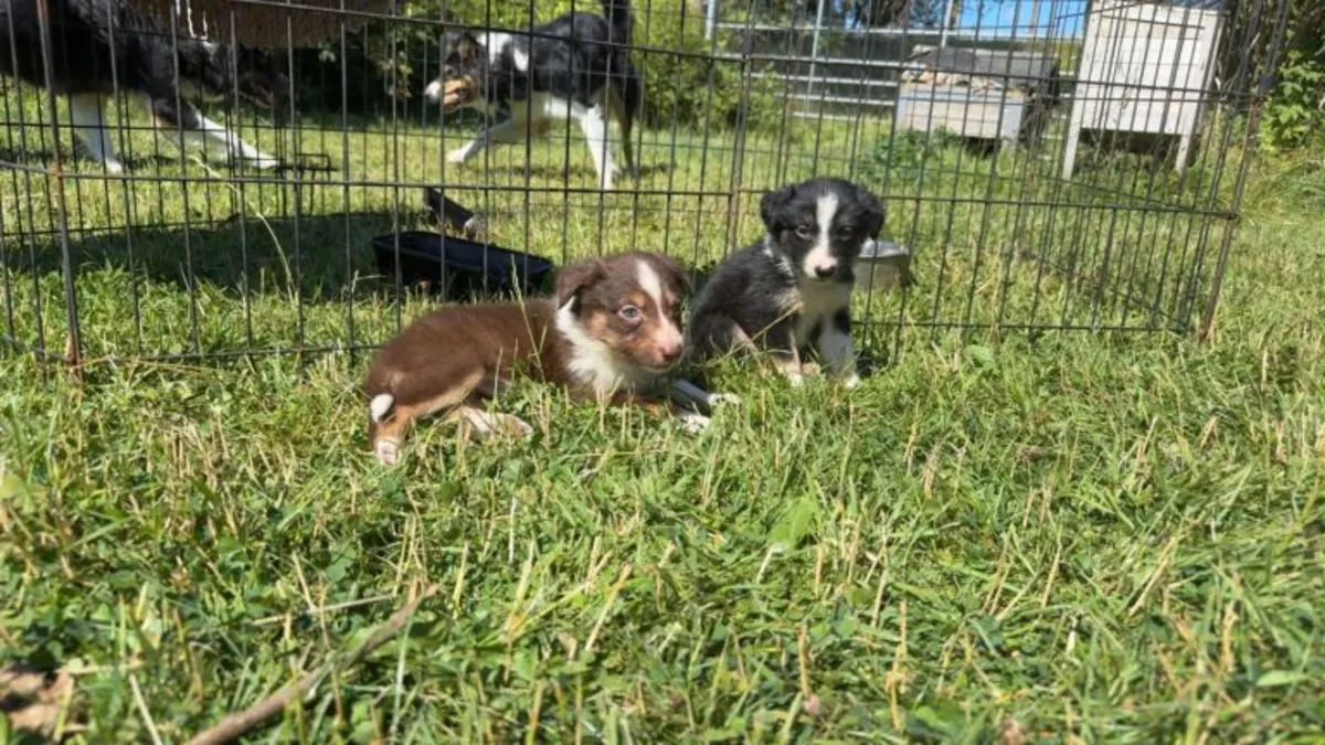 Cachorros de Border Collie