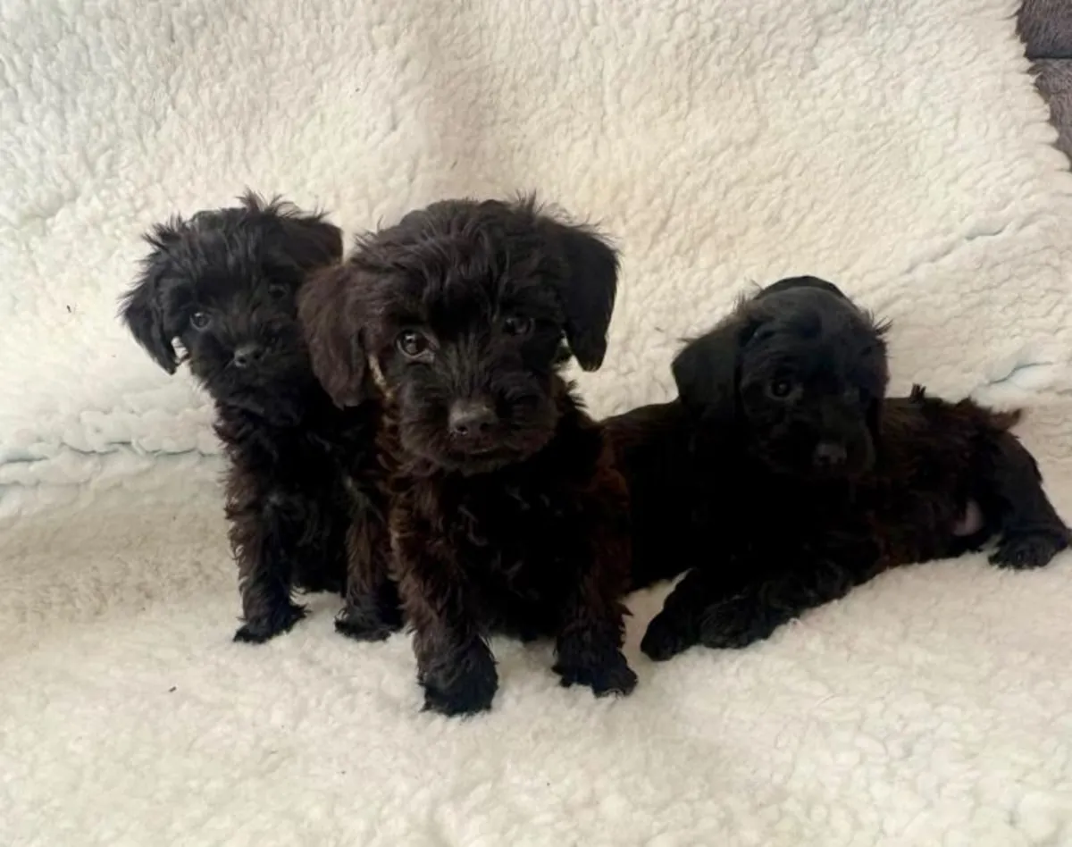 Chiots Schnoodle