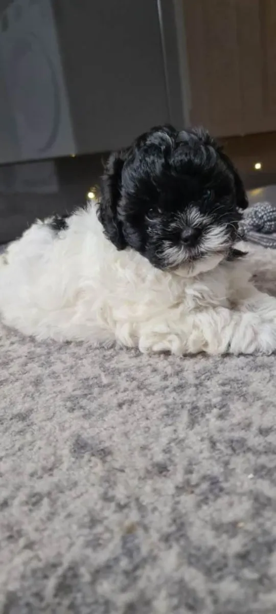 Beau chiot Shihpoo
