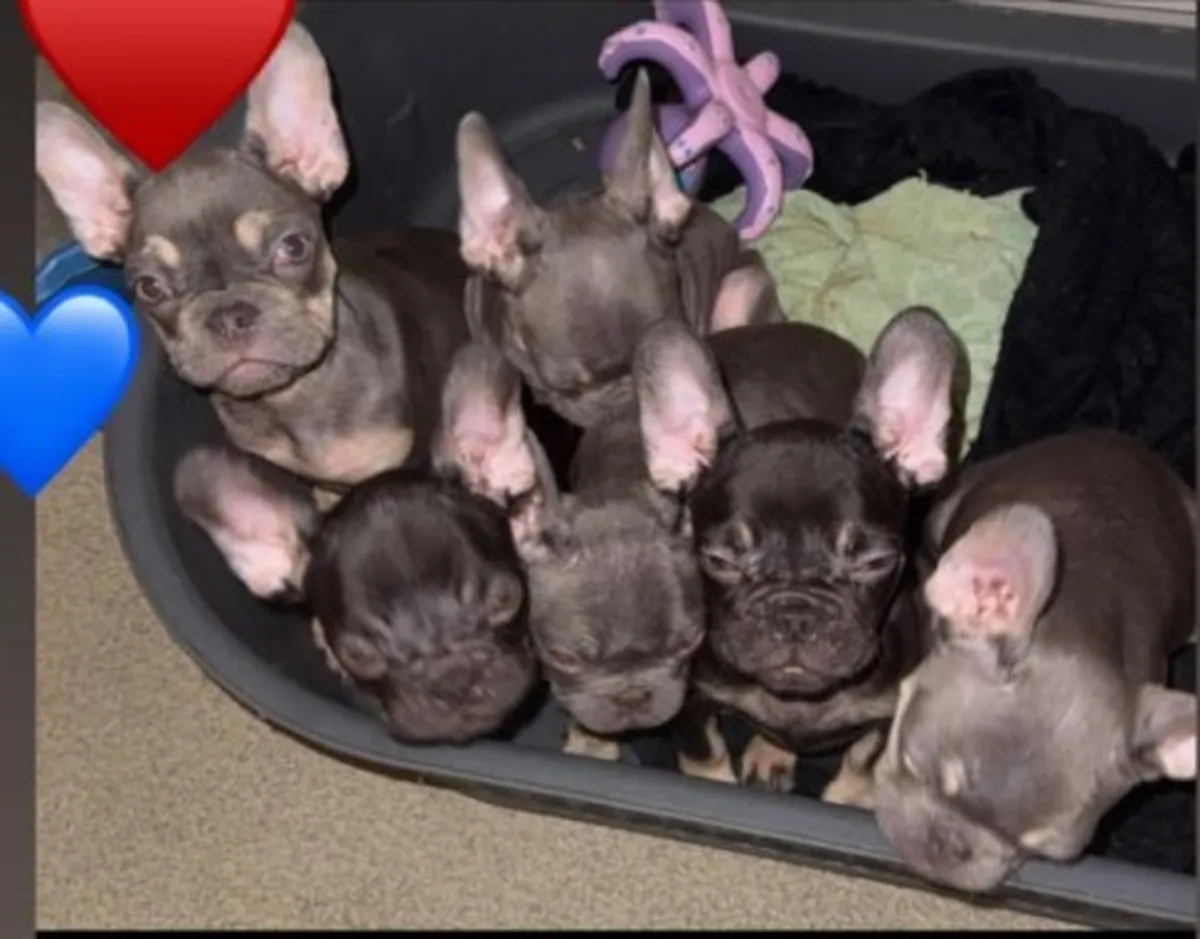 Cachorros de Bulldog Francés