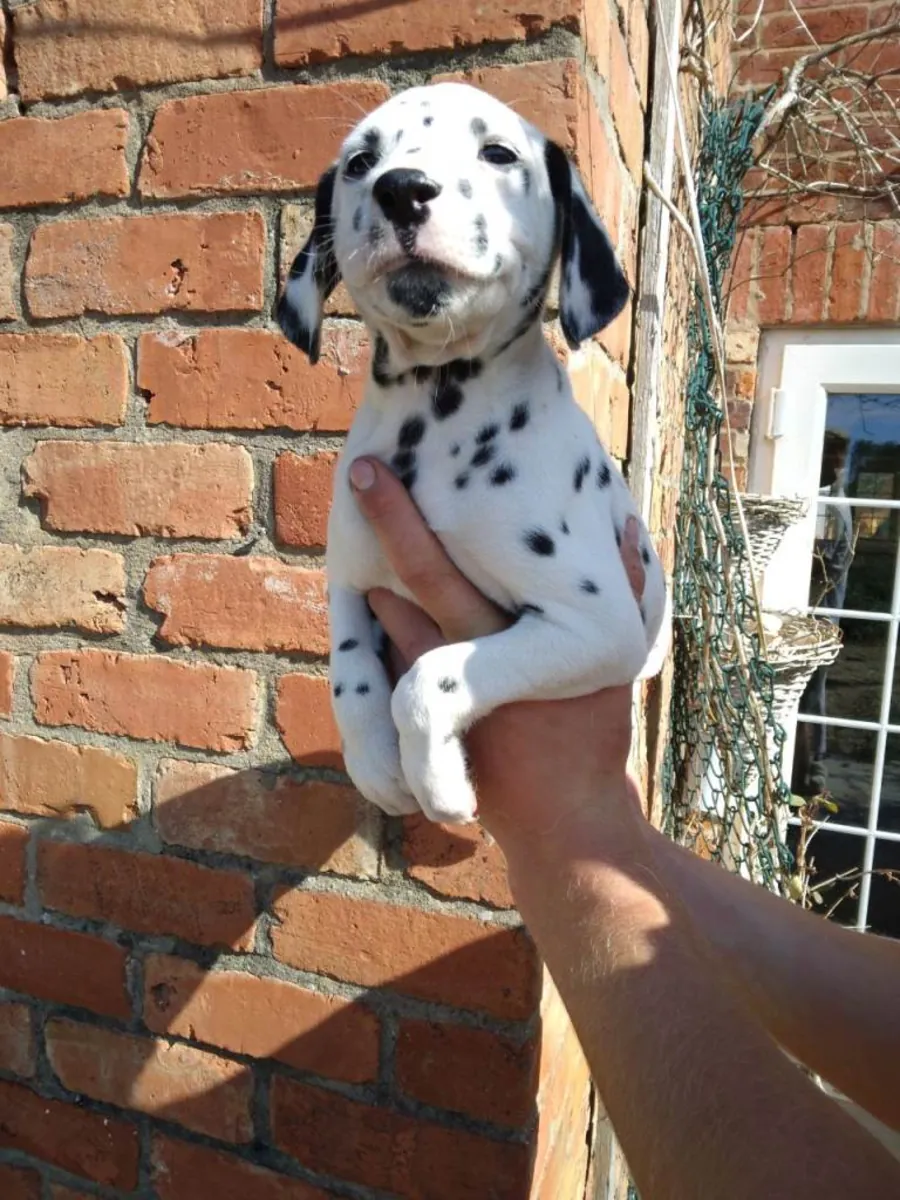 Cachorros de Dálmata