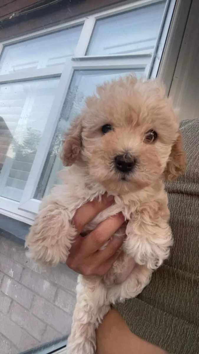 Preciosos cachorros de Cavapoochon