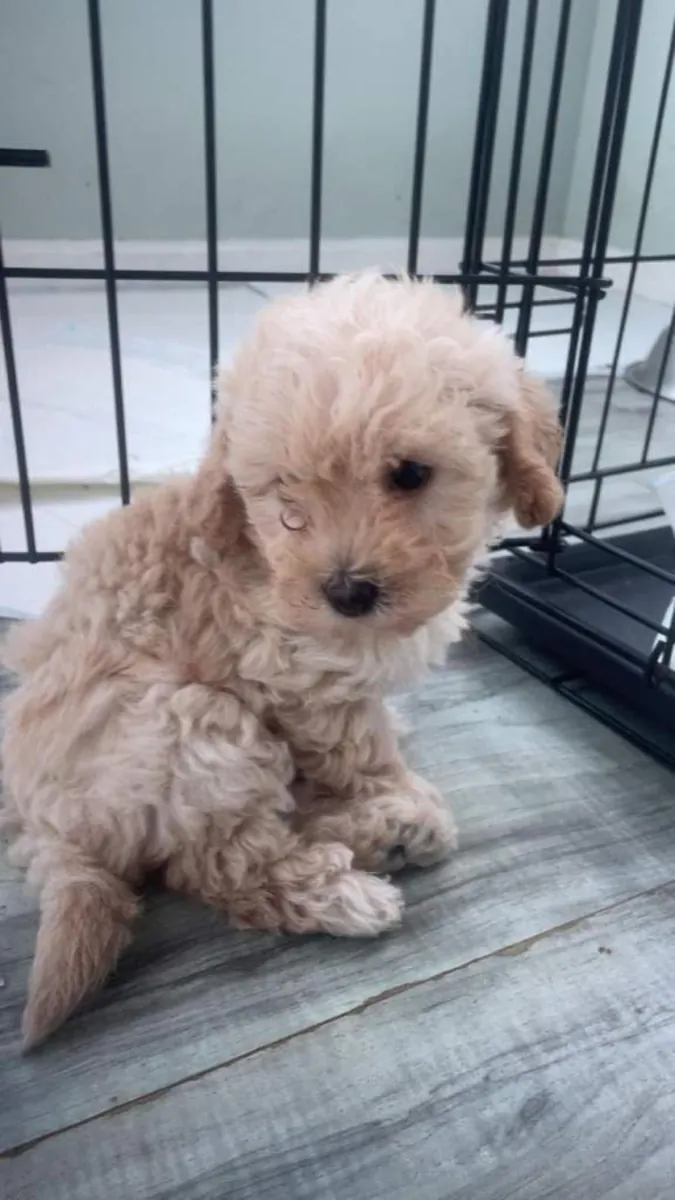 Preciosos cachorros de Cavapoochon