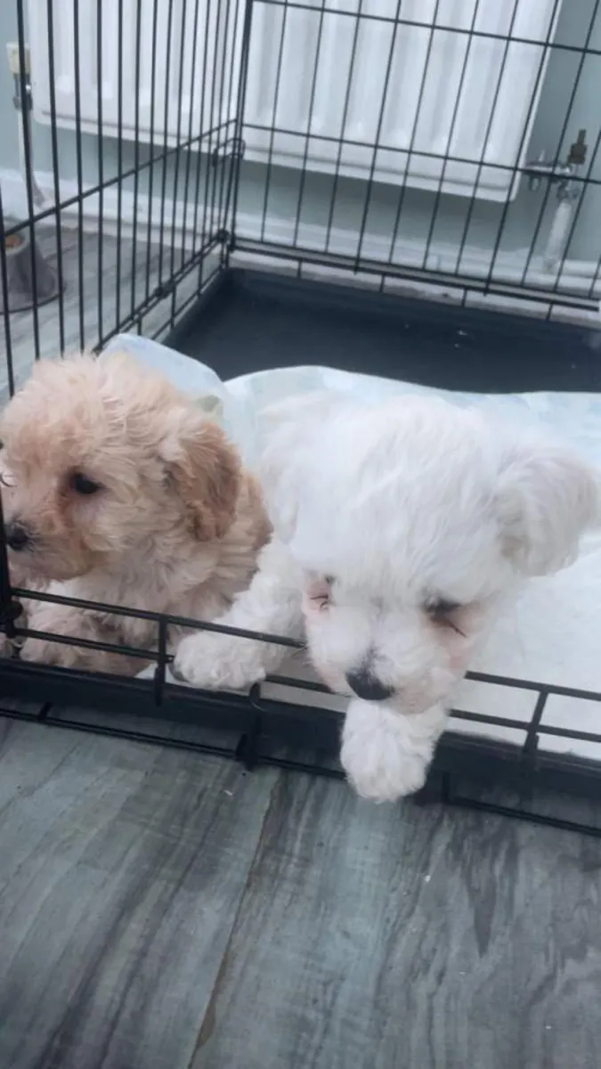 Preciosos cachorros de Cavapoochon