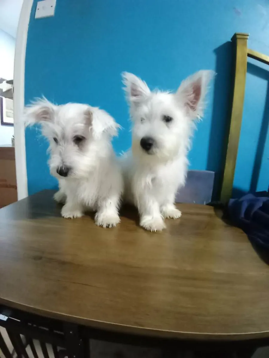 Chiots de West Highland Terrier (Westie)