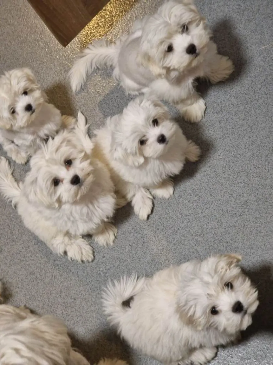 Preciosos cachorros de Maltés de raza pura