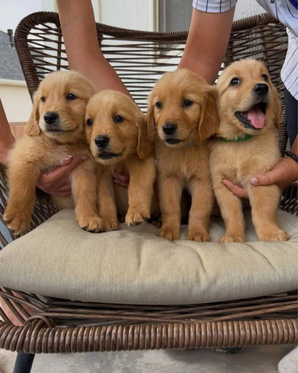macho y una hembra de Golden Retriever