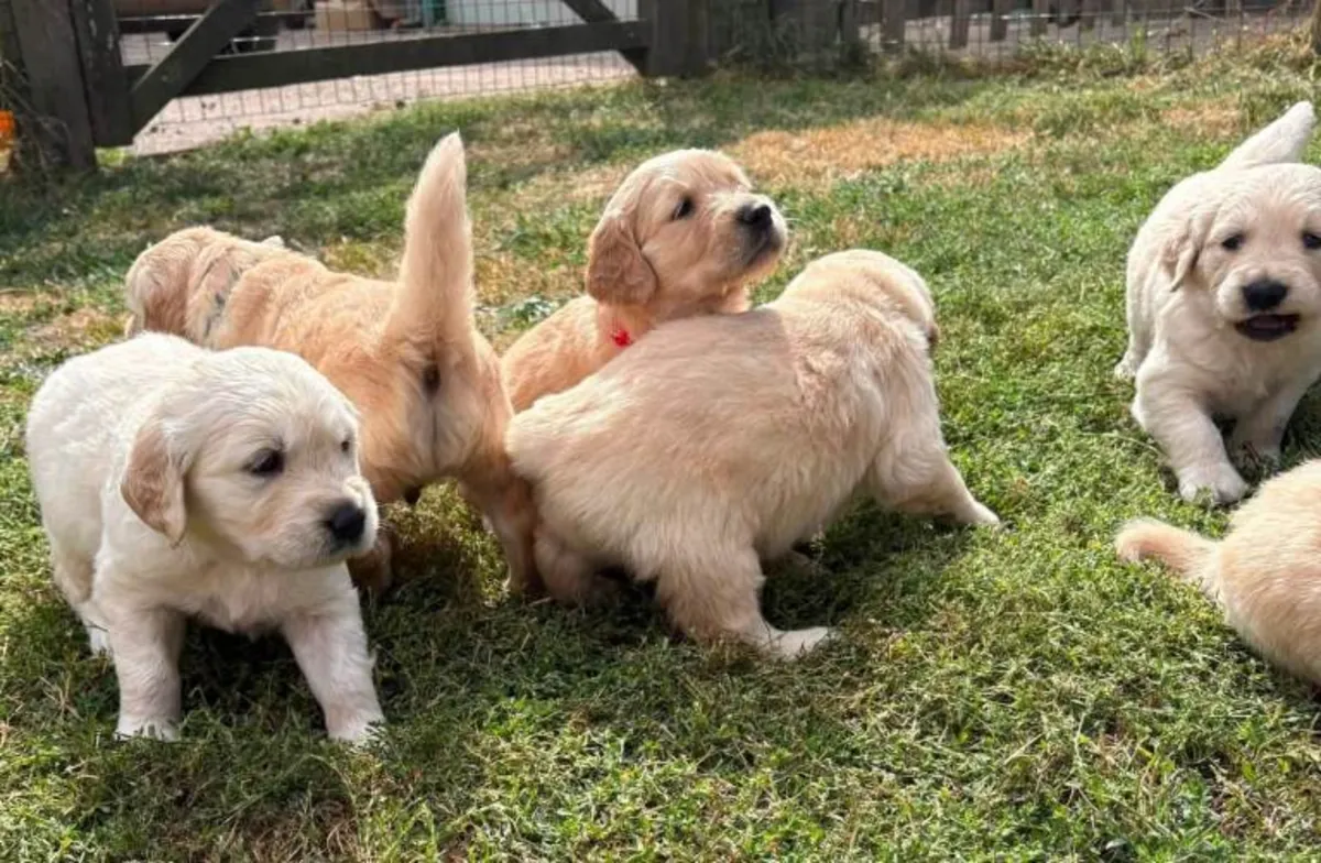 macho y una hembra de Golden Retriever