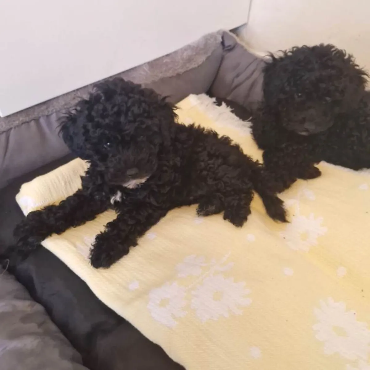 Chiots Caniche Toy