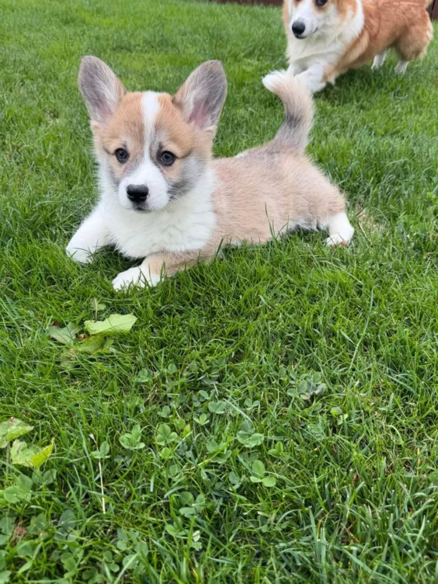 Chiots Pembroke Welsh Corgi