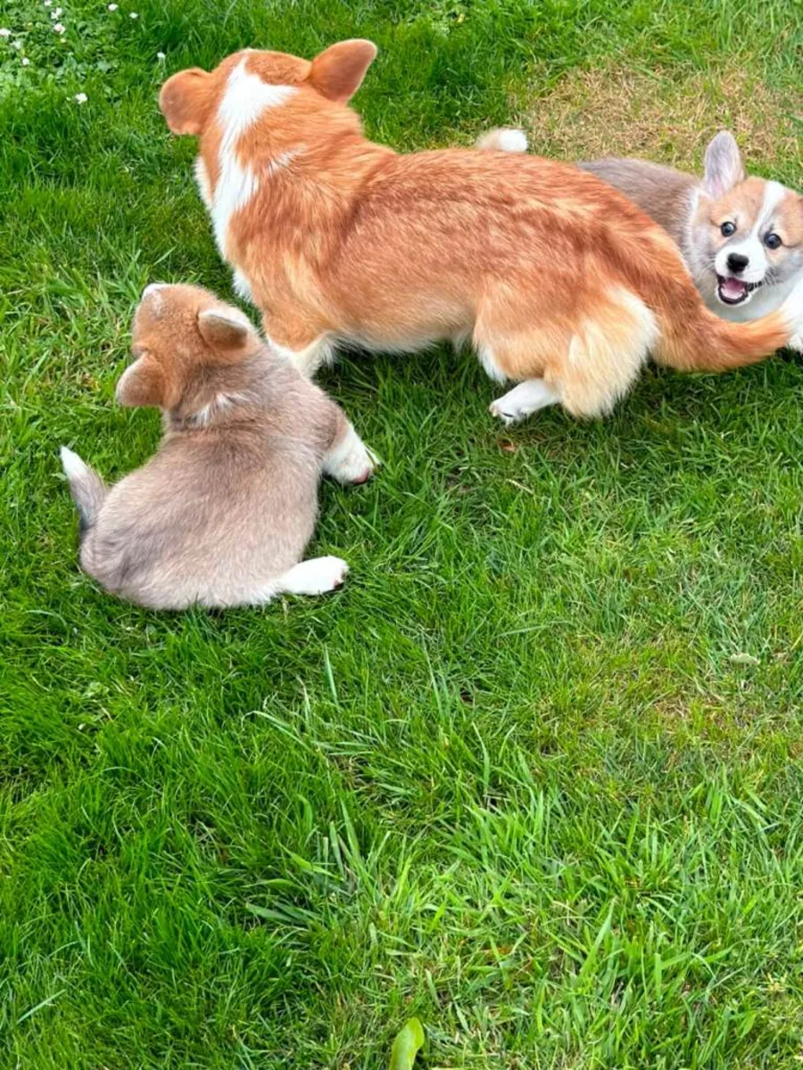 Chiots Pembroke Welsh Corgi
