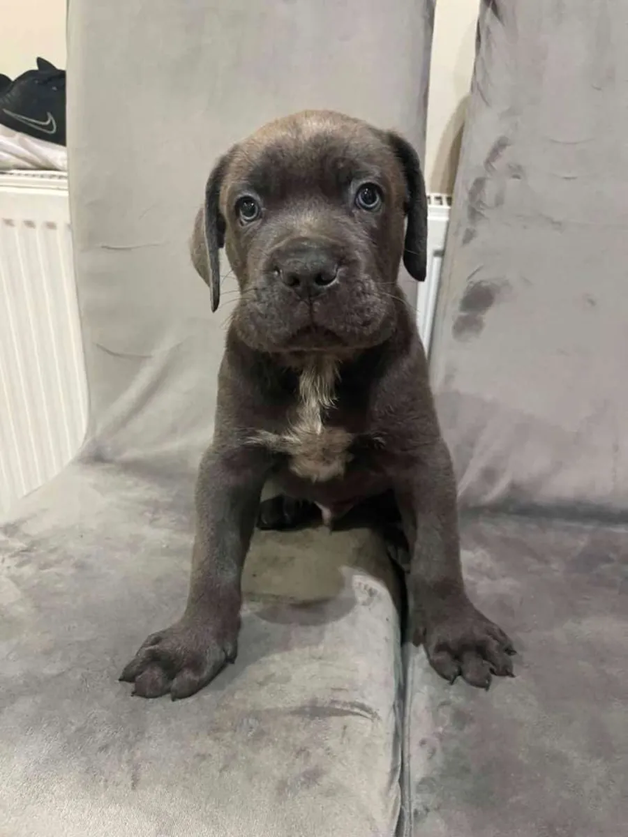 Chiots Cane Corso