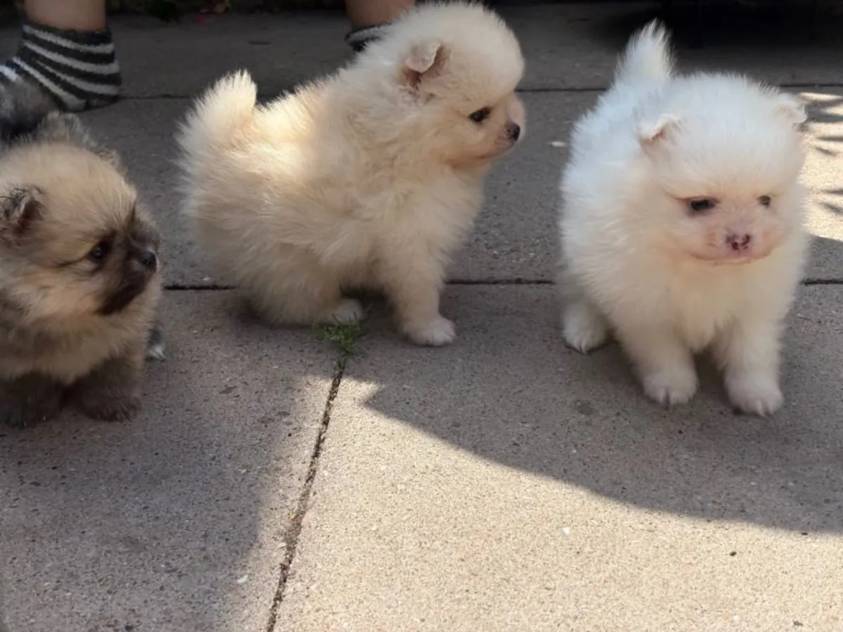 Chiots Pomeraniens