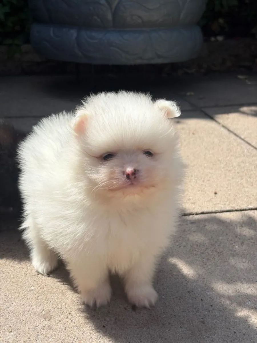 Chiots Pomeraniens