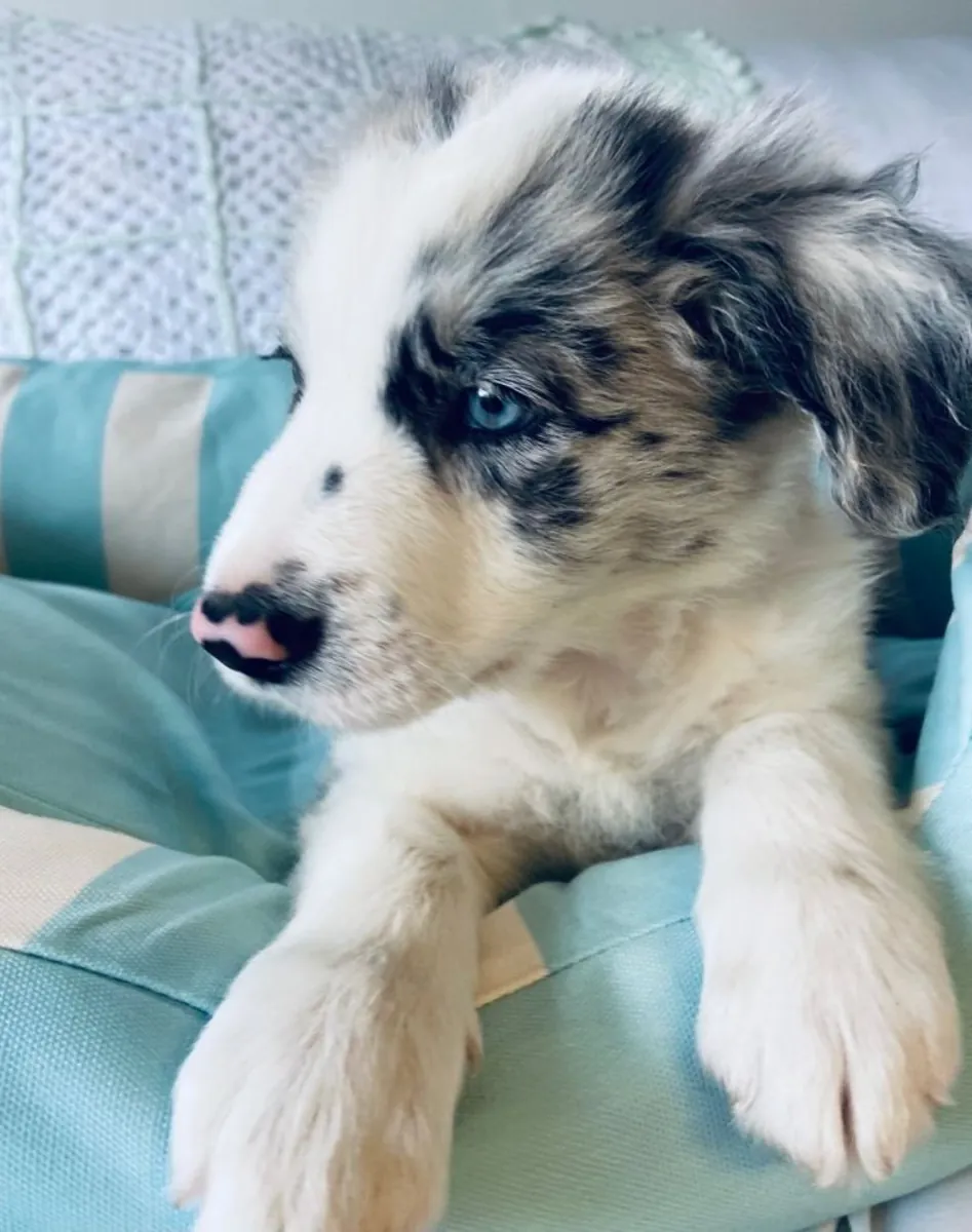 Chiots Border Collie