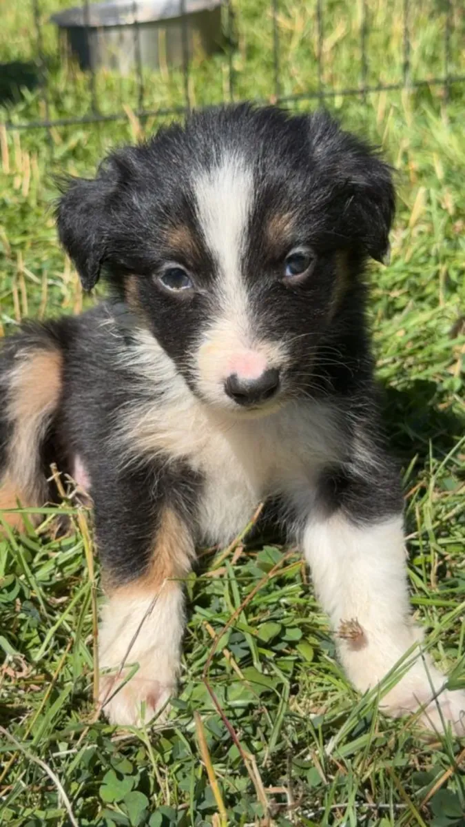 Chiots Border Collie