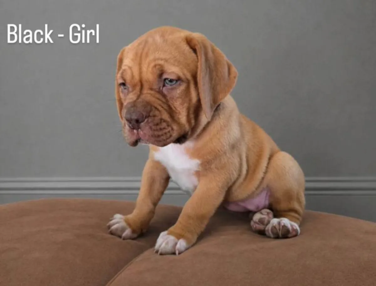 Beaux chiots Dogo de Bordeaux
