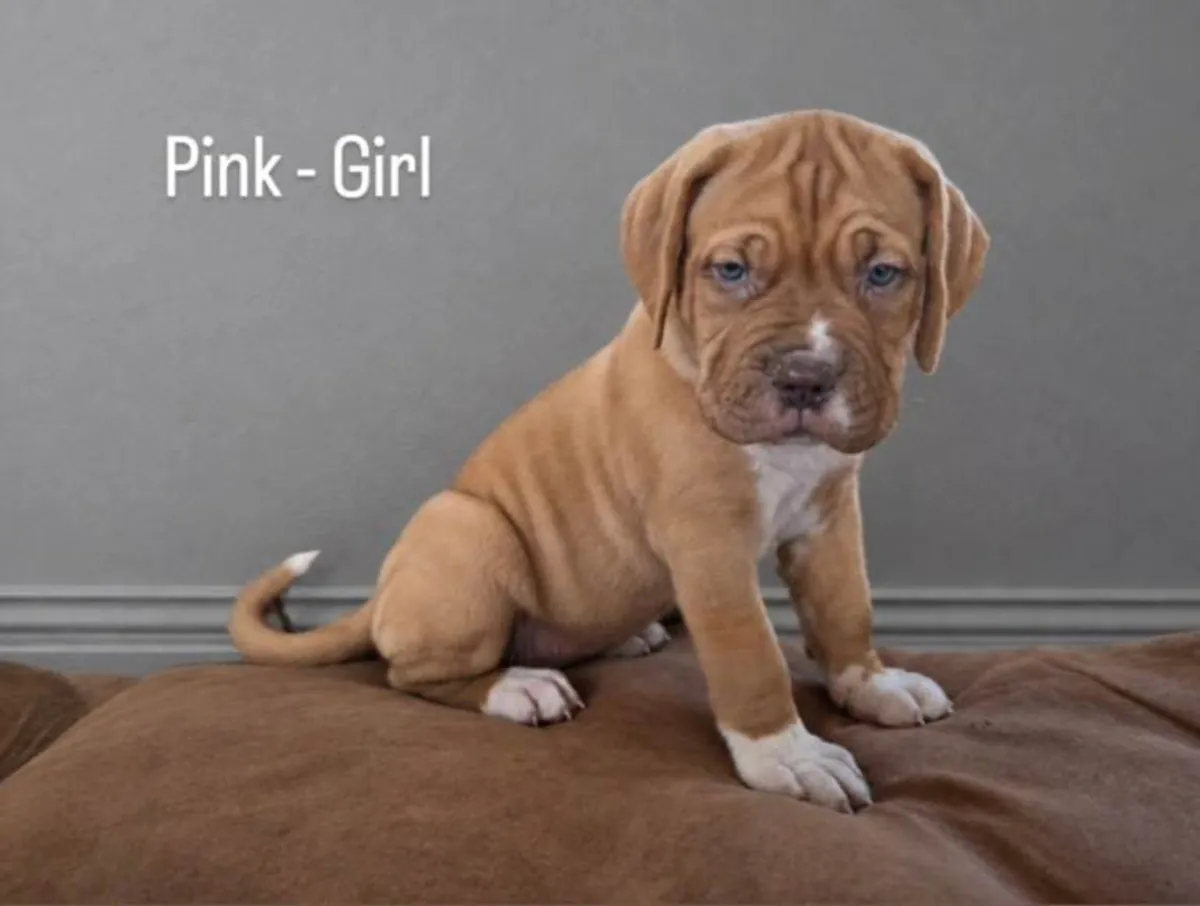 Beaux chiots Dogo de Bordeaux