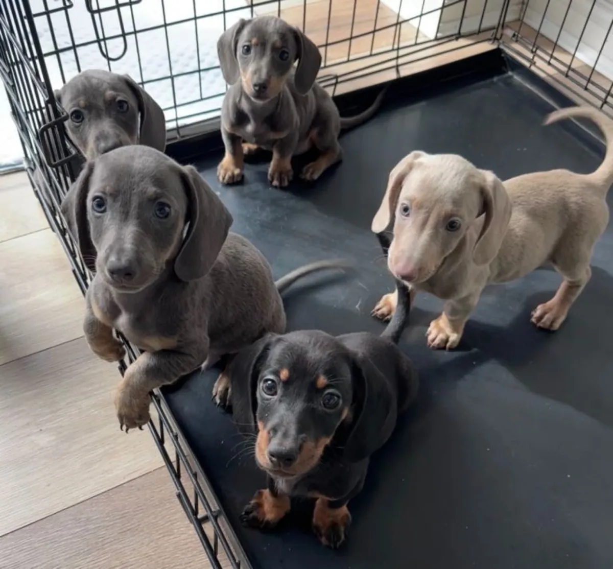 Beaux chiots Dachshund disponibles