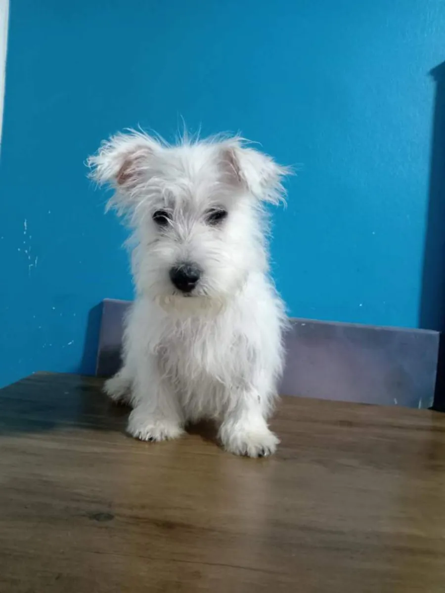 Chiots de West Highland Terrier (Westie)