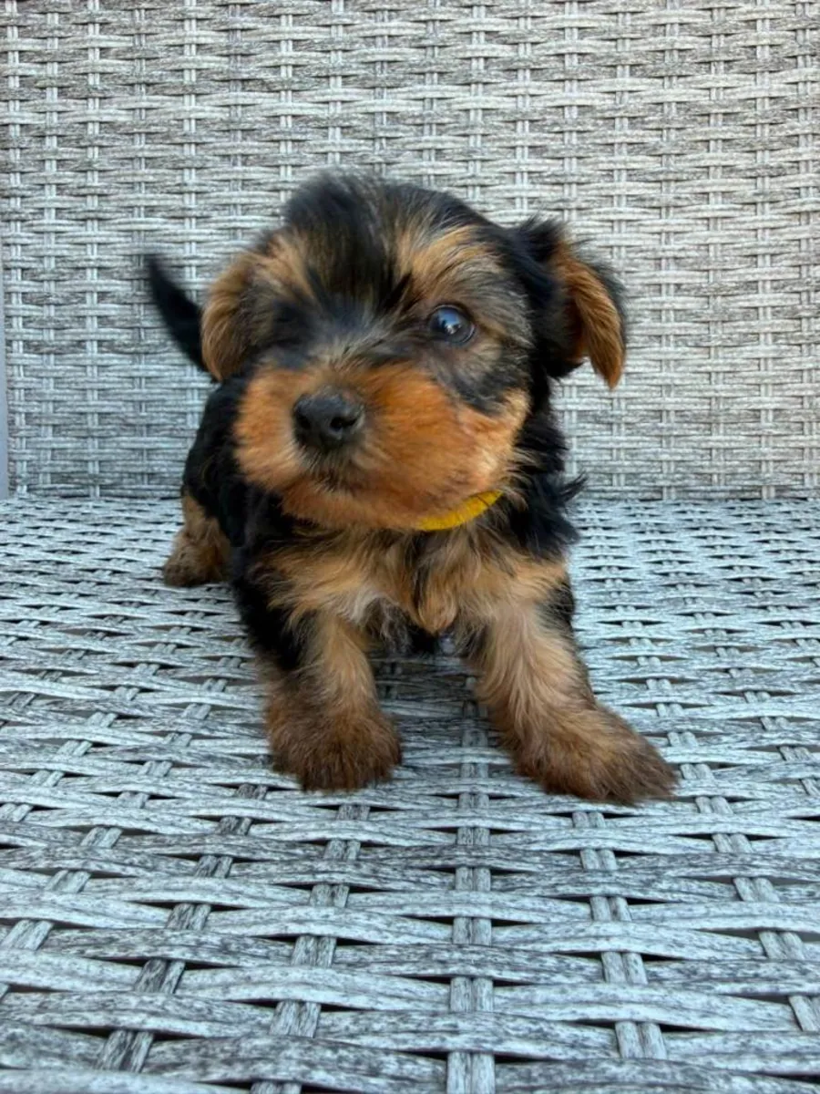 Beaux chiots Yorkshire Terrier