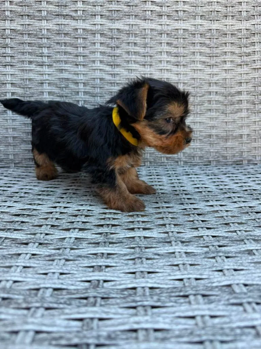 Beaux chiots Yorkshire Terrier