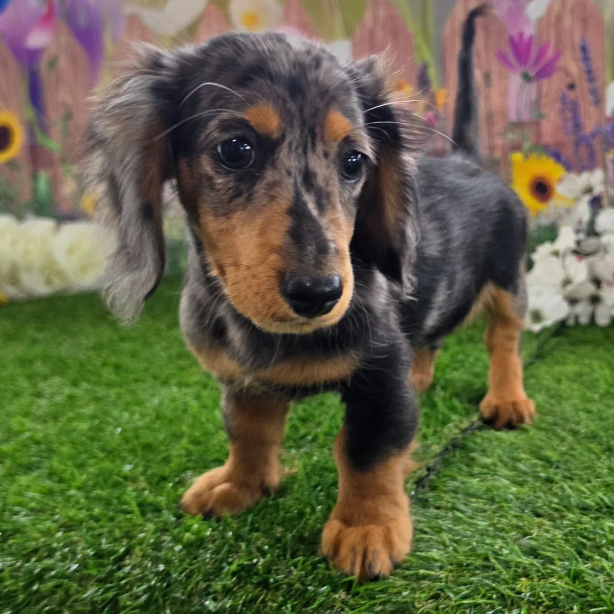¡Adorables Cachorros Teckel / Dachshund Buscando Hogar!