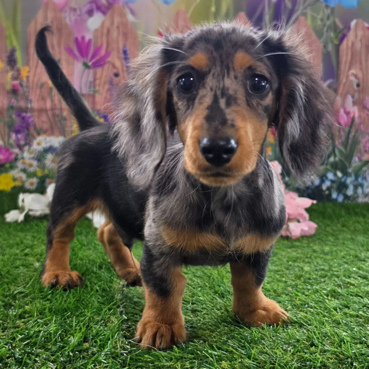 ¡Adorables Cachorros Teckel / Dachshund Buscando Hogar!