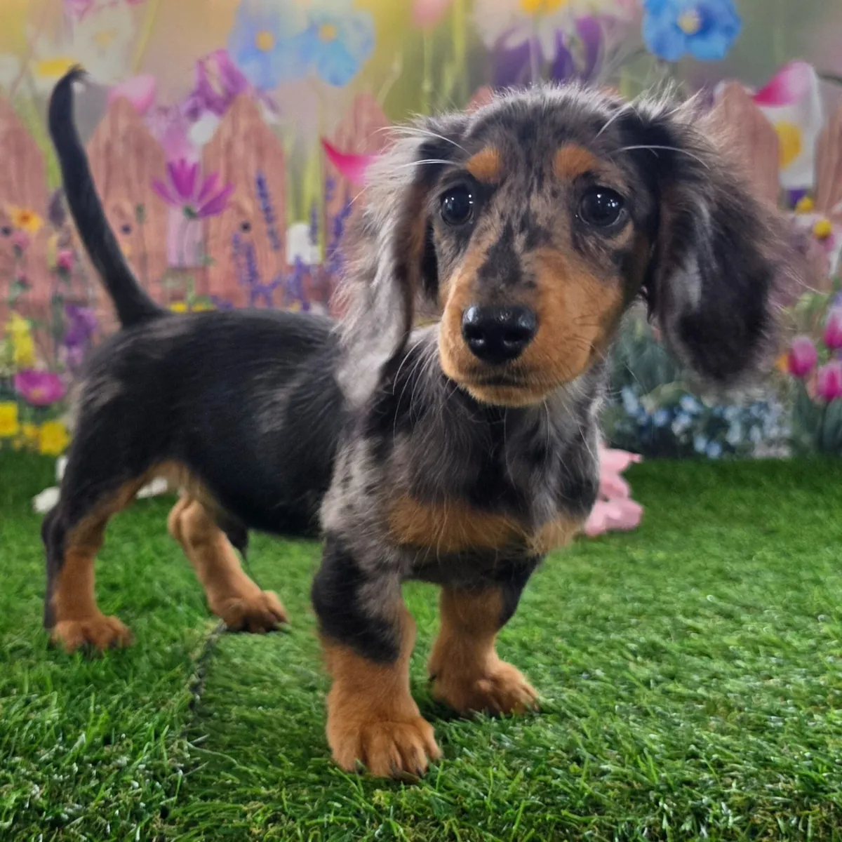 ¡Adorables Cachorros Teckel / Dachshund Buscando Hogar!