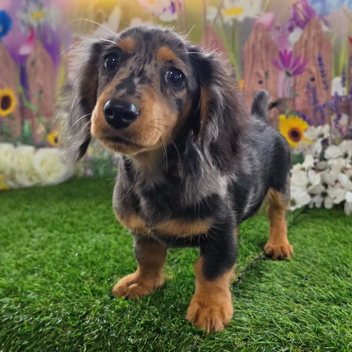 ¡Adorables Cachorros Teckel / Dachshund Buscando Hogar!