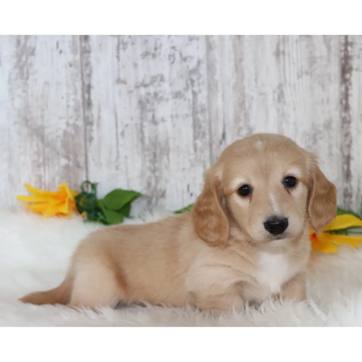 ¡Adorables Cachorros Teckel / Dachshund Buscando Hogar