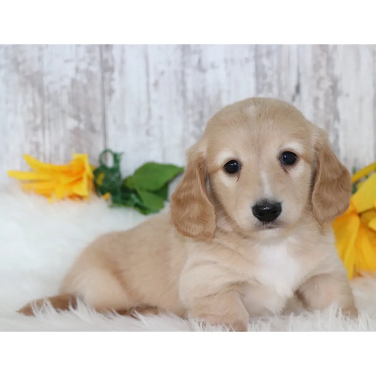 ¡Adorables Cachorros Teckel / Dachshund Buscando Hogar