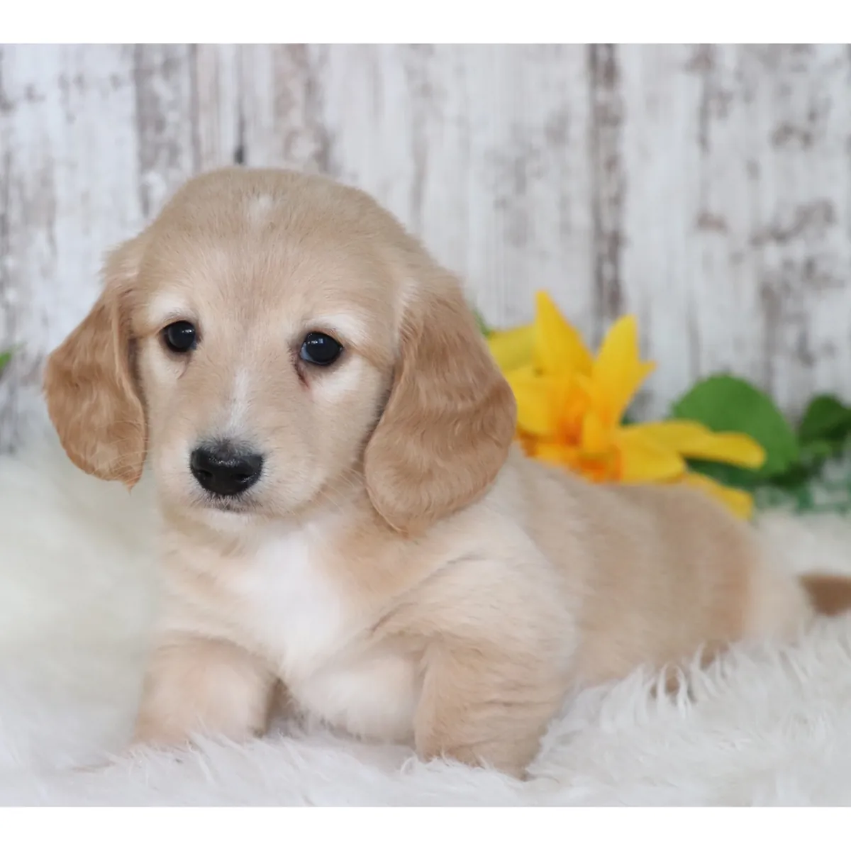 ¡Adorables Cachorros Teckel / Dachshund Buscando Hogar