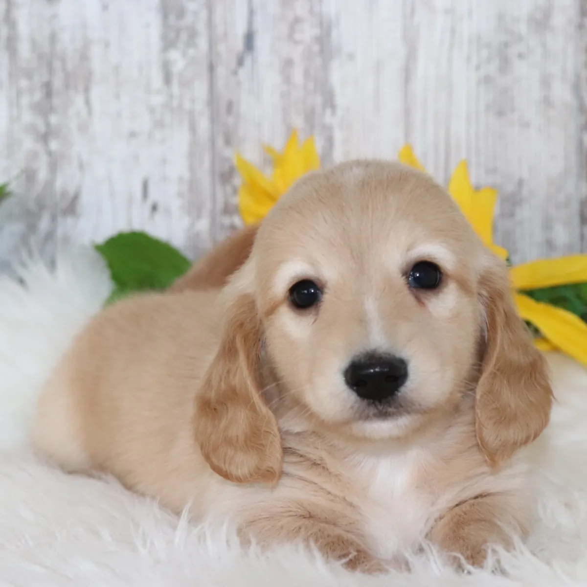 ¡Adorables Cachorros Teckel / Dachshund Buscando Hogar