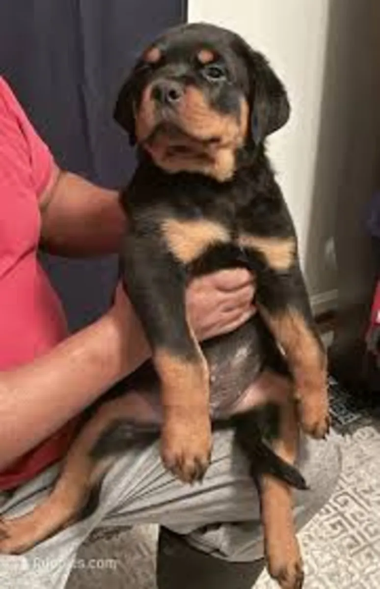 Cachorros Rottweiler