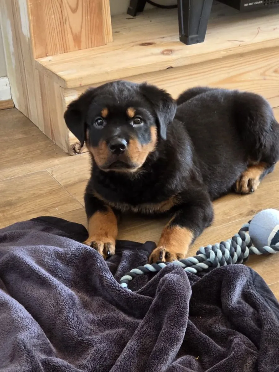 Cachorros Rottweiler