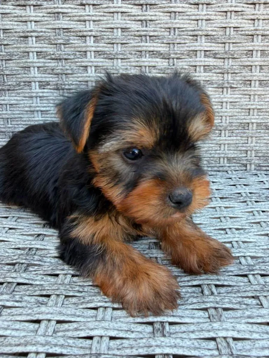 Beaux chiots Yorkshire Terrier
