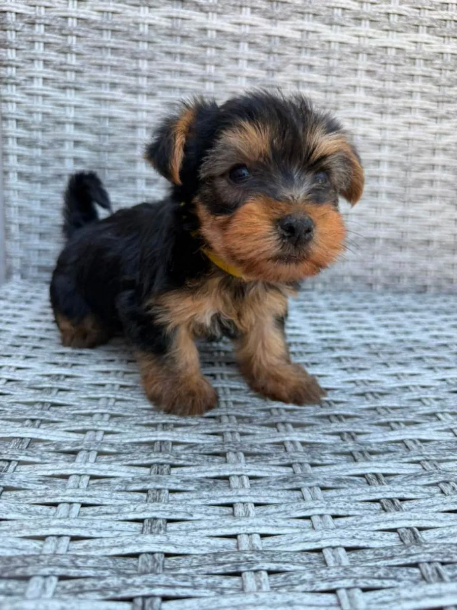 Beaux chiots Yorkshire Terrier