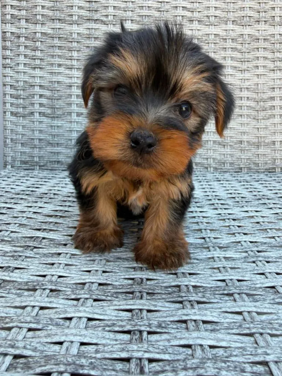 Beaux chiots Yorkshire Terrier