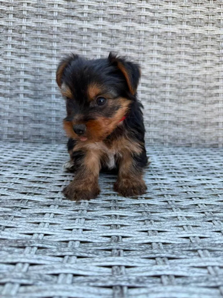 cachorros Yorkshire Terrier