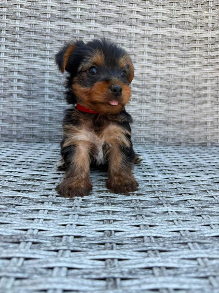 cachorros Yorkshire Terrier