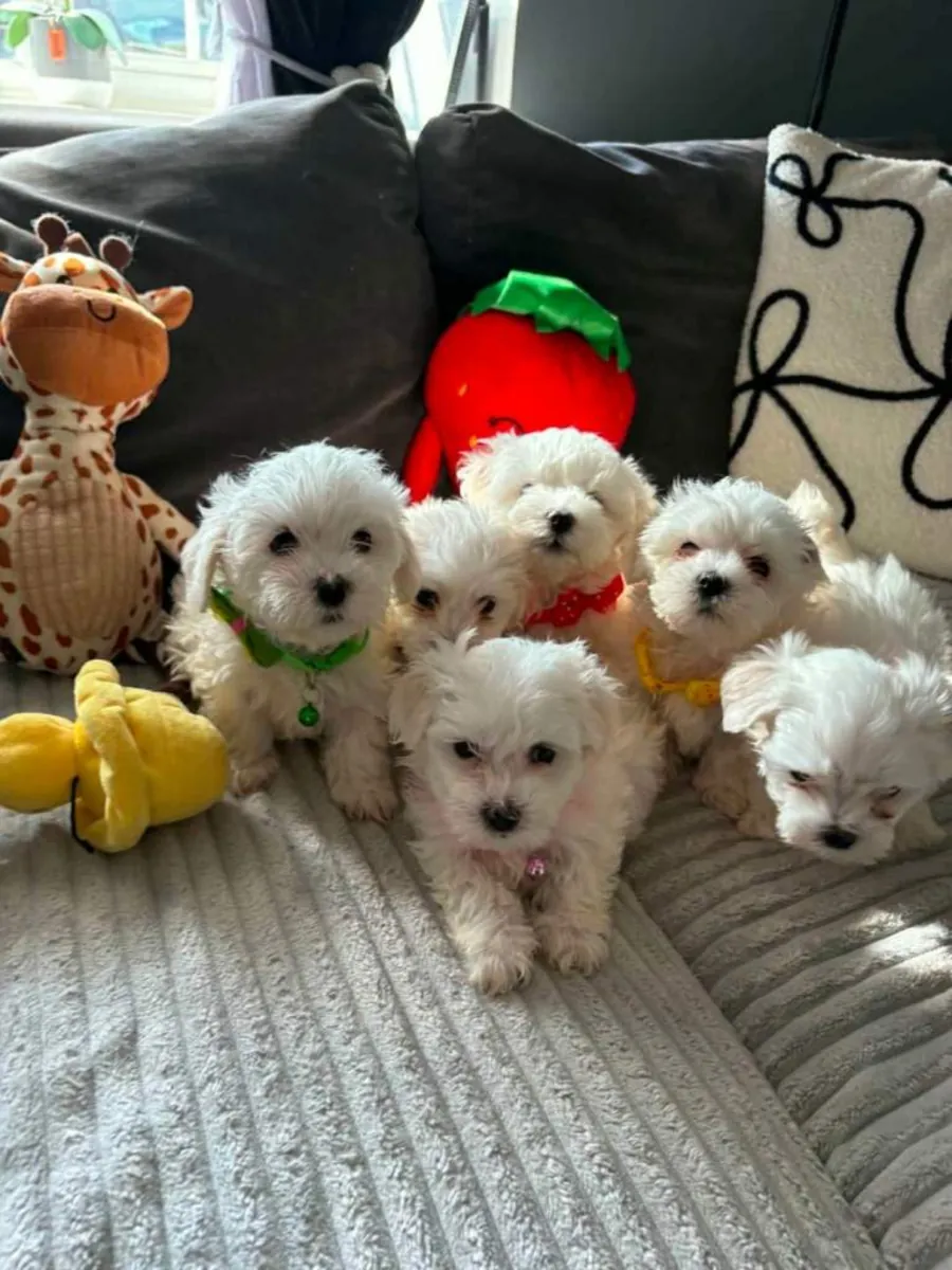 美丽的纯种马尔济斯犬幼犬