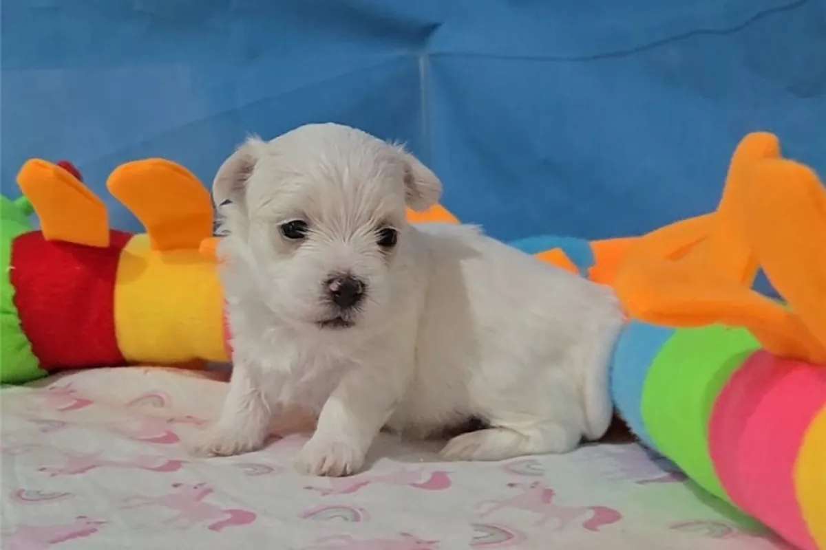 cachorritos de Bichon Maltes de Pura Raza
