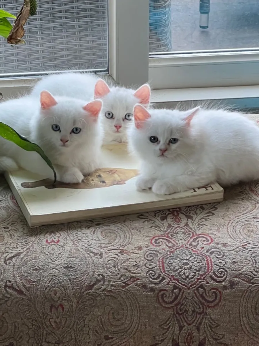 Chatons Persans