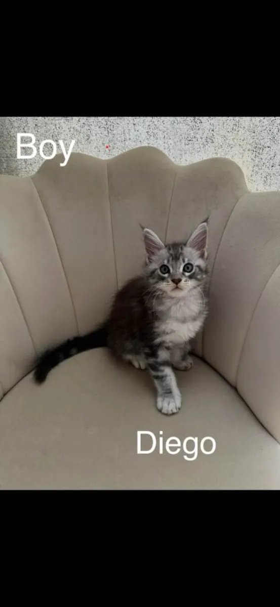 Gatitos Maine Coon